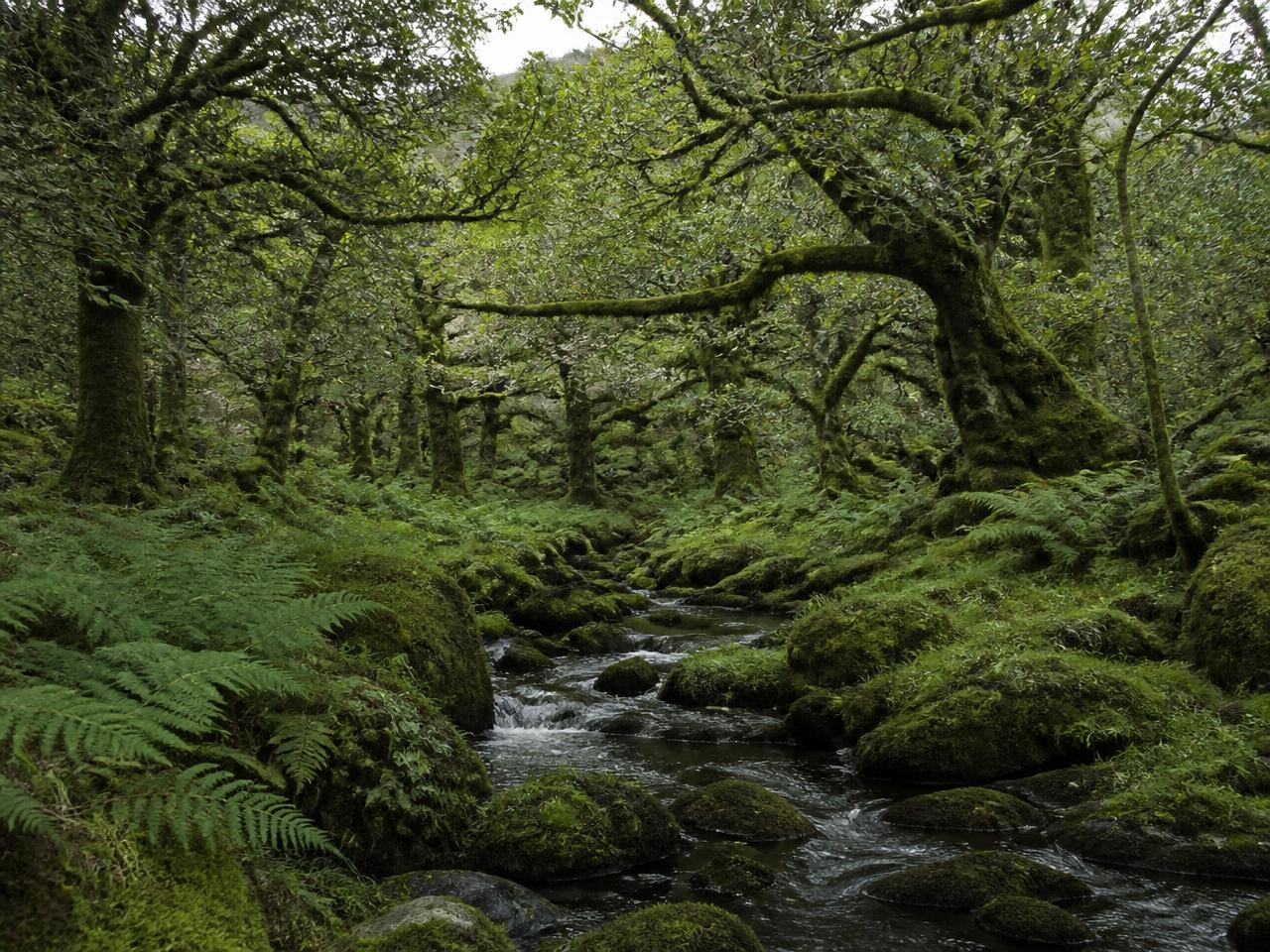 Floresta antiga coberta de musgo com um riacho a atravessar